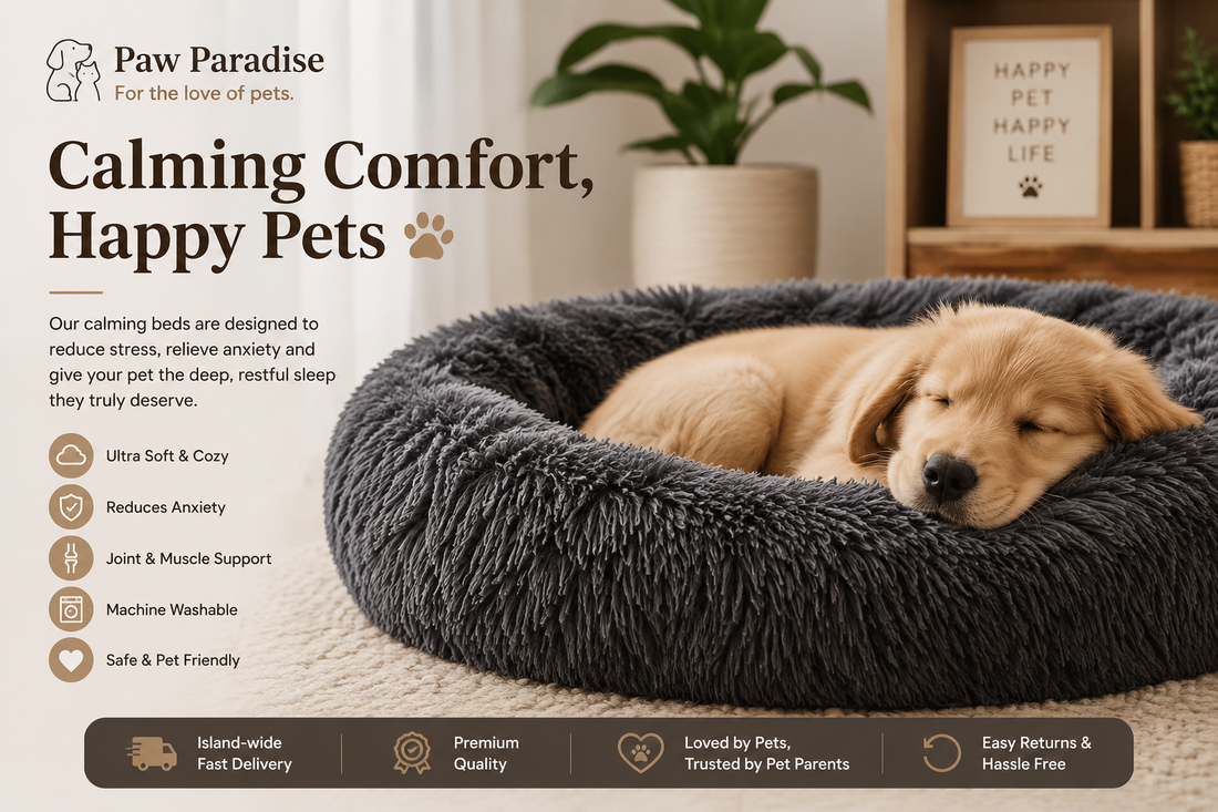 How Calming Pet Beds Reduce Anxiety & Improve Sleep in Dogs and Cats
